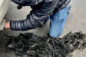 Is Hair in Your Muffler? Causes & Fixes Best Mufflers for Cars & Trucks | Performance, Sound & Durability Upgrades Is Hair in Your Muffler? Causes & Fixes | Best Mufflers for Cars & Trucks | Performance, Sound & Durability Upgrades