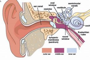 Why Dizzy & Muffled Hearing? Causes & Solutions! Best Mufflers for Cars & Trucks | Performance, Sound & Durability Upgrades Why Dizzy & Muffled Hearing? Causes & Solutions! | Best Mufflers for Cars & Trucks | Performance, Sound & Durability Upgrades