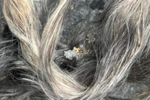 Why is Hair Coming Out of My Muffler? Causes & Fixes Best Mufflers for Cars & Trucks | Performance, Sound & Durability Upgrades Why is Hair Coming Out of My Muffler? Causes & Fixes | Best Mufflers for Cars & Trucks | Performance, Sound & Durability Upgrades