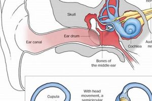 Understanding Muffled Hearing & Dizziness: Causes & Relief Best Mufflers for Cars & Trucks | Performance, Sound & Durability Upgrades Understanding Muffled Hearing & Dizziness: Causes & Relief | Best Mufflers for Cars & Trucks | Performance, Sound & Durability Upgrades