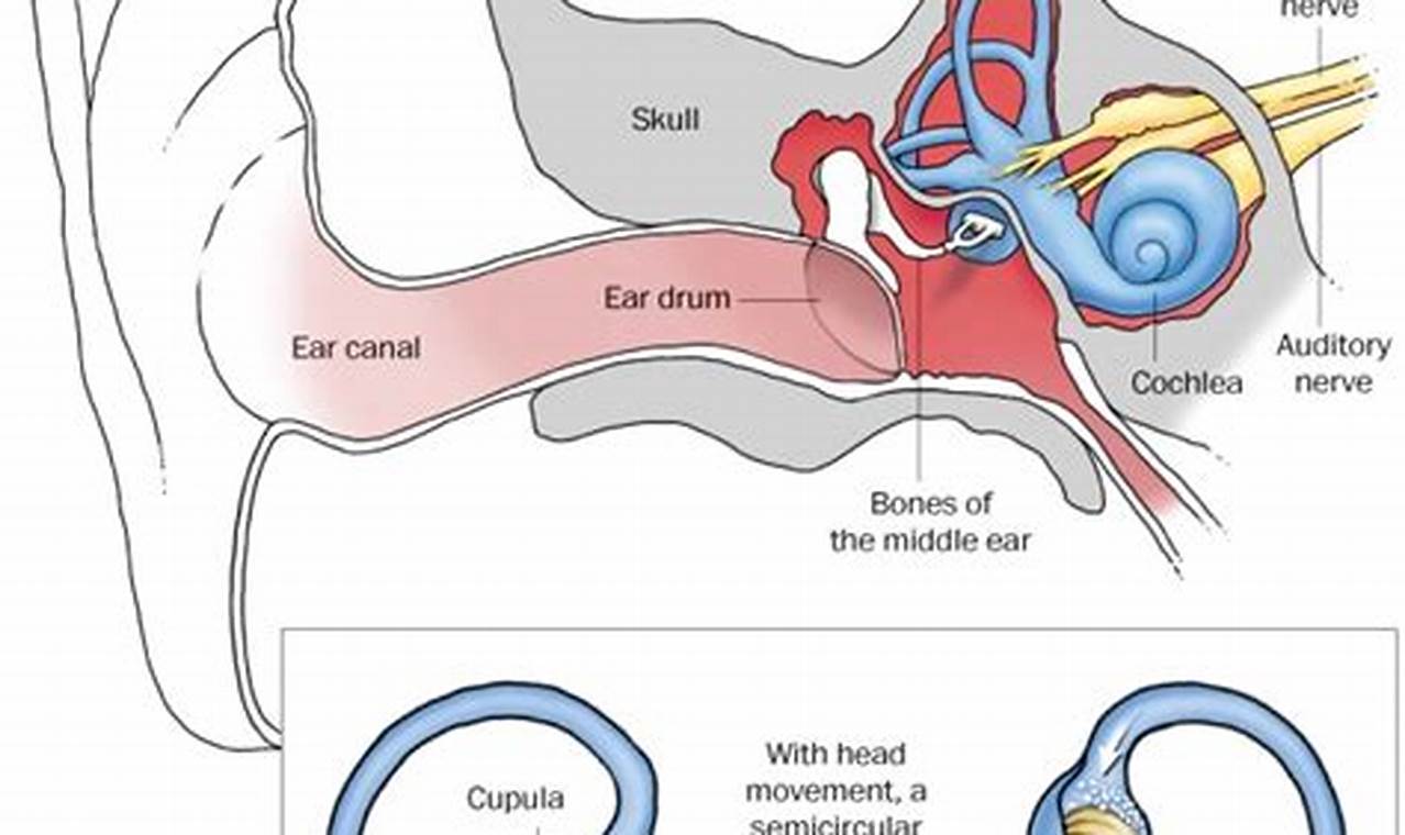 Muted Ear Understanding Dizziness & Muffled Hearing: Causes & Relief