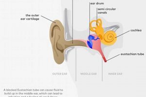 Why Your Ear Feels Full & Muffled + Easy Fixes Best Mufflers for Cars & Trucks | Performance, Sound & Durability Upgrades Why Your Ear Feels Full & Muffled + Easy Fixes | Best Mufflers for Cars & Trucks | Performance, Sound & Durability Upgrades