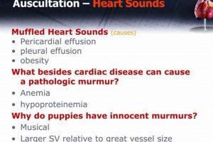 Why Heart Sounds Muffled? Causes & What To Do | Best Mufflers for Cars & Trucks | Performance, Sound & Durability Upgrades