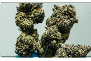 Exploring Dirty Muffler Strain: Indica or Sativa Effects? | Best Mufflers for Cars & Trucks | Performance, Sound & Durability Upgrades