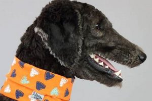 Quiet Bark: Best Muffler for Dogs & Peaceful Home! | Best Mufflers for Cars & Trucks | Performance, Sound & Durability Upgrades