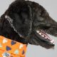Quiet Bark: Best Muffler for Dogs & Peaceful Home! | Best Mufflers for Cars & Trucks | Performance, Sound & Durability Upgrades