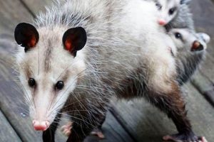 Protect Your Ride: Possums & Muffler Guards | Best Mufflers for Cars & Trucks | Performance, Sound & Durability Upgrades