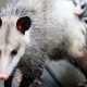 Protect Your Ride: Possums & Muffler Guards | Best Mufflers for Cars & Trucks | Performance, Sound & Durability Upgrades