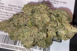 Reviewing the Dirty Muffler Strain on Leafly: Is It Legit? Best Mufflers for Cars & Trucks | Performance, Sound & Durability Upgrades Reviewing the Dirty Muffler Strain on Leafly: Is It Legit? | Best Mufflers for Cars & Trucks | Performance, Sound & Durability Upgrades
